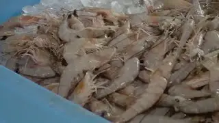 FDA warning about possible radioactive shrimp
