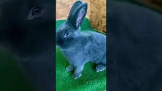 Prima data pe masa #rabbit #bunny #animals #iepuri #funny #cute #pets