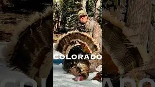 Spring Turkey Hunting in Colorado. High Country Merriams in the snow!