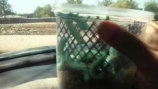 Mulberry Farms; Goliath Worms