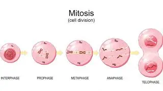 Chromosomes: structures, functions, disorders