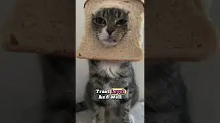 🧪Do Cats Know Their Own Name