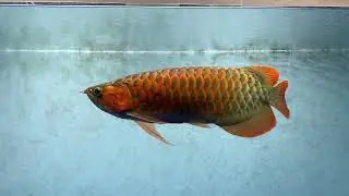Red Arowana 2Y ( day 32th of tanning)