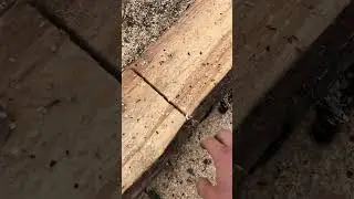 Rotten Log Off the Up-Down Saw 🪵🟤 | #wood #woodworking #logging #rotten #hack
