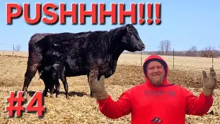 A VERY Hard Birth On The Farm!