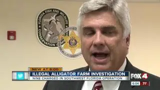 Alligator poaching investigation leads to arrests of nine Southwest Florida men