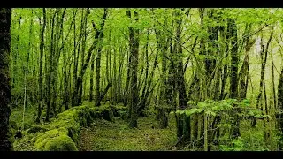 La jungle (Shrekact Musical)