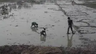Amazing Catching Fish From Mud Hole By Kids Hand in Bangladesh
