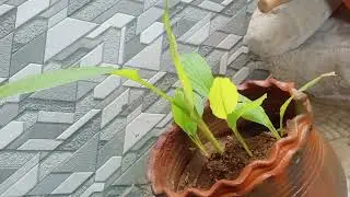 Turmeric plant in our home 🌾❤️🌾