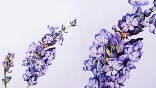 Lavender Flowers Drawing in Color Pencils | Flower Drawing