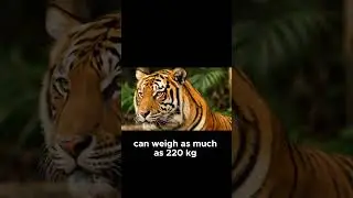 Bengal Tiger Facts for Kids!