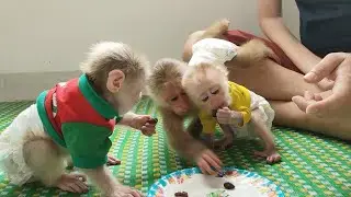 Baby monkey's unexpected reaction when first eating raisins