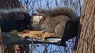 Nature Watching