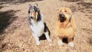 Cobie & Zach's Freshpet Story