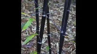 Black Bamboo !! Beautiful Niagra Bamboo at Agri Aqua Bd।