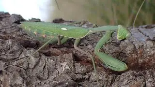 Afrikaanse Bidsprinkhaan/Giant African Mantis (Sphodromantis viridis)
