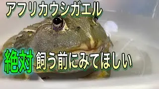【カエル】為になるアフリカウシガエルを飼う前にみてほしい!
