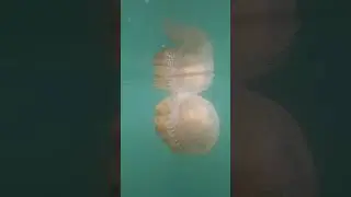 Brown Jelly Fish