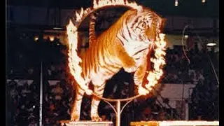 Universal Soul Circus Tigers(GCTV)