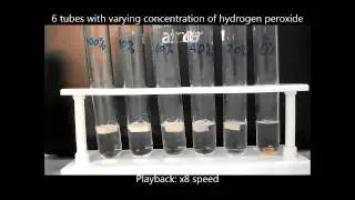 Enzyme rate of reaction vs substrate concentration