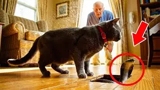 [Full Story] The Cat Who Saved Its Owner from a Terrifying Danger Inside the Home