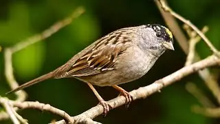 The Melodious Beauty of the Golden crowned Sparrow