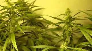 Super Silver Haze - 5 Weeks 12/12 - 3 Weeks Flower