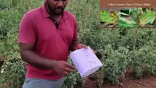தக்காளியின் முன் கருகல் மற்றும் பின்கருகல் பூஞ்சான கொல்லி #agriculture #tomatto #fungicide