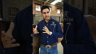 enfermedad Genetica en caballos 