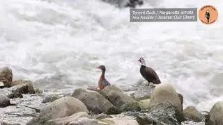 Torrent Duck - Birding in Peru - Birds of the Andes