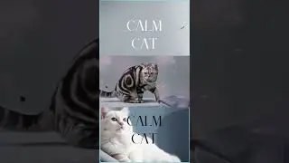 寧靜貓 Calm Cat｜Vol.036 #cat #anime #music #art #shorts #sleep #forest #focus #relax #lofi