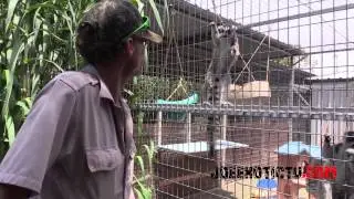 Animal Spotlight - Lemurs