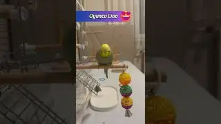Budgie That Loves To Play 😍 #funny #birds #cute #shorts