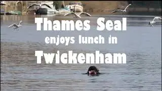 Thames Seal enjoys Lunch in Twickenham