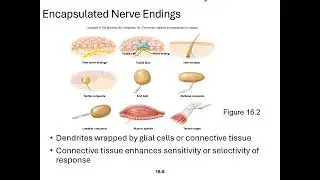Chapter 16 Sense Organs Micro Lecture 1 Intro to Pain, Taste, and Smell