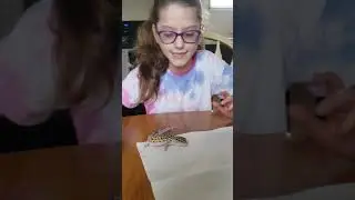 Meet Lacy (my Leopard Gecko) & Travel (my Australian Tree Frog)