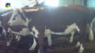 REMATE DON TITO LIQUIDACI&Oacute;N GERONA, MARTES 18 DE MAYO, REMAT&Oacute; VALDEZ.
