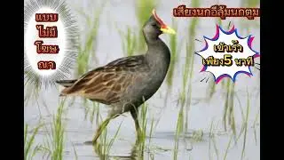 เสียงนกอีลุ้ม...นกตูม เข้าเร็วเพียง5นาที