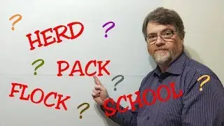 The Differences Between Herd , Pack , Flock and School - Lesson (26) English Tutor Nick P