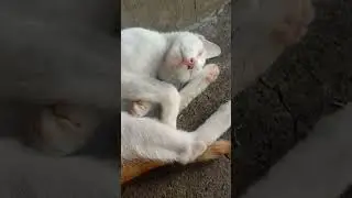 || CUTE WHITE CAT SLEEPING 😴🥰😸😺#cutecat #whitecat #catsleeping #shorts #viralshorts #1billionviews