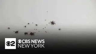 Northeast at high risk for tick bites as ER visits spike