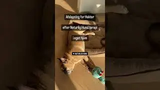 Virkningen af Naturlig Hund Terapi - 9/1-24