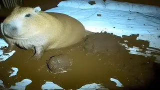 Top 5 Capybaras