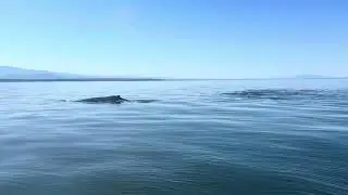 4 humpback whales in the straight of georgia on Vancouver Island 