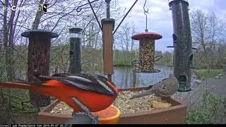 Male Baltimore Oriole Has Orange For Breakfast &ndash; May 7, 2019