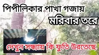 Bird feeding in the evening | Daily life vlog | Sabbir26