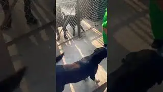 cane corso aggressive time barking #dog