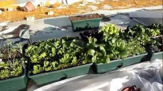 Roof top winter vegetable garden