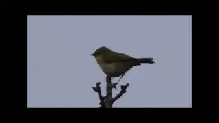 Chiffchaff. Heard often. Seen seldom. Rarely still. Enjoy their signature call.