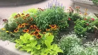 Visit to Rosetta McClain /Gardens /in Canada Toronto /family vlogs with Haniya